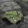 恵みの雨