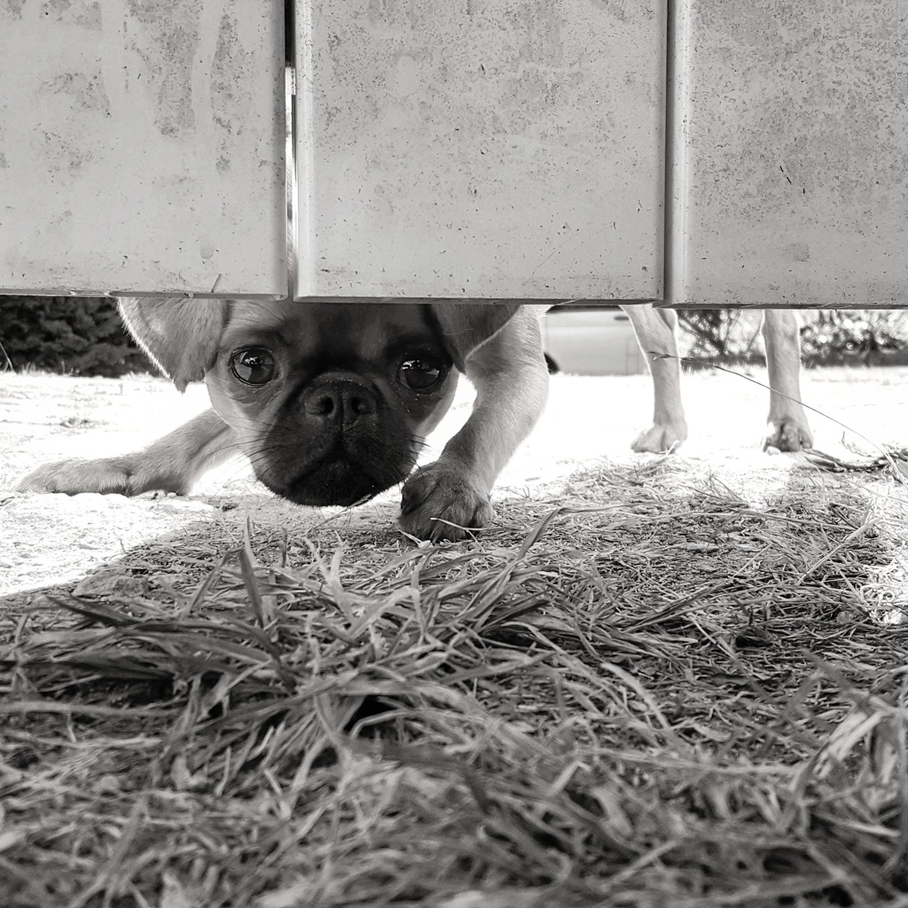 猛犬注意