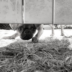 猛犬注意