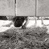 猛犬注意