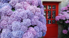 紫陽花の家