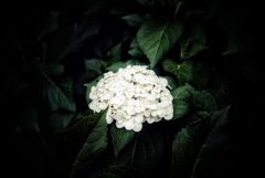 紫陽花 2025