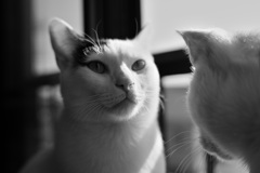 ポワちゃんの静かな対話