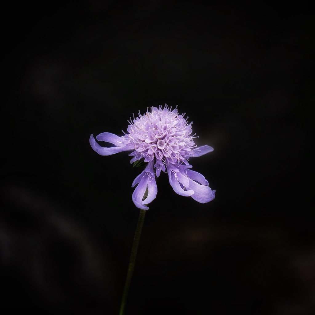 浮かぶ花弁