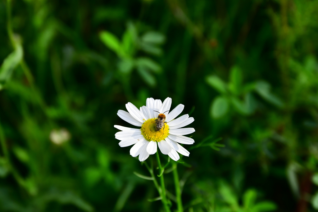 花と蜜
