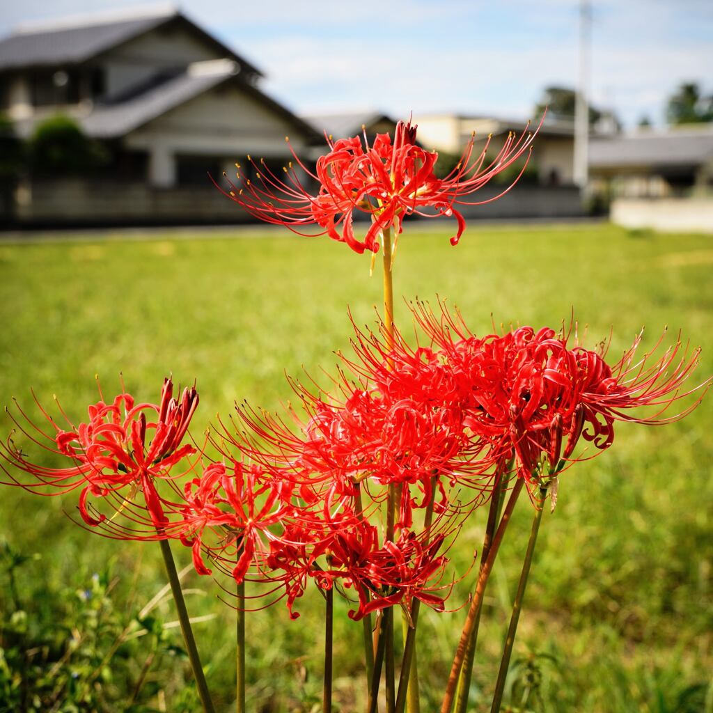天界の花