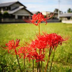 天界の花