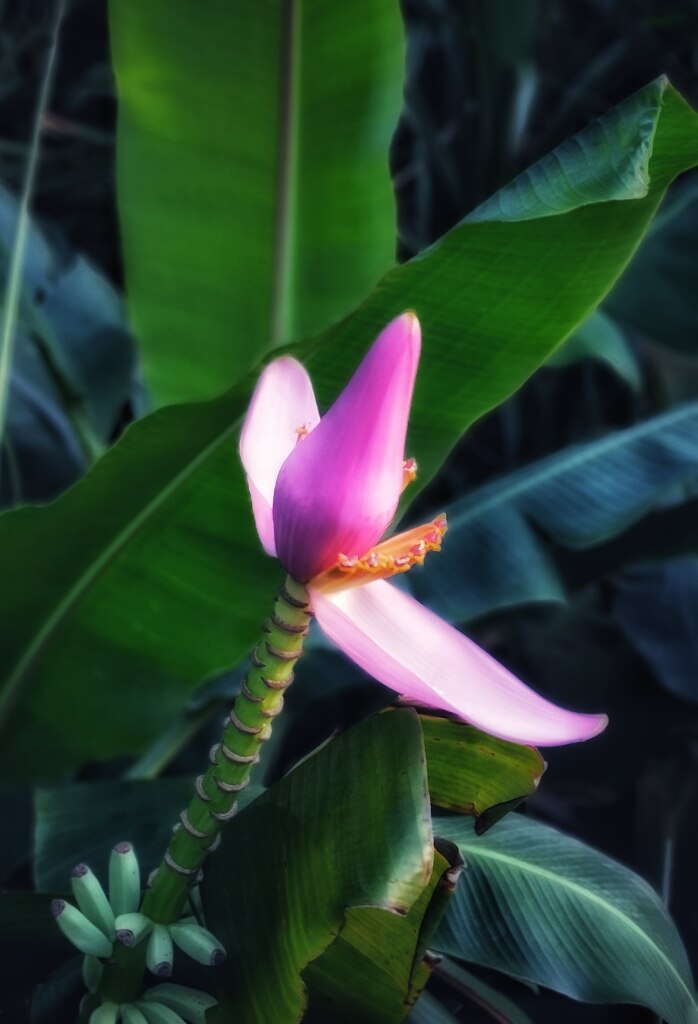 バナナの花