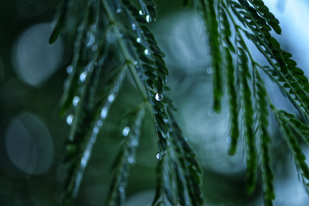 雨上がり
