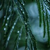 雨上がり