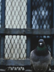 Urban wildlife‐パリの鳩