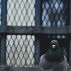Urban wildlife‐パリの鳩