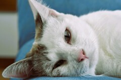 猫だって疲れる
