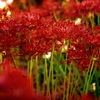 早川淵彼岸花の里