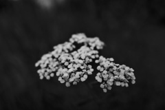 断念の花