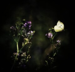 花畑の妖精