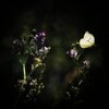 花畑の妖精