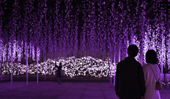 紫に染まる夜 紫に染まる夜