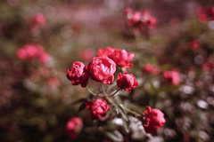 ノスタルジック・ローズ