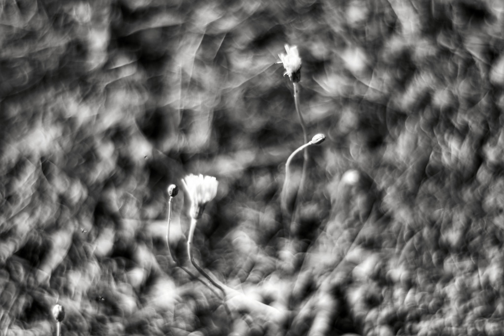 Dancing Flowers