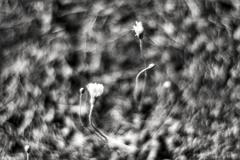 Dancing Flowers