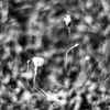 Dancing Flowers