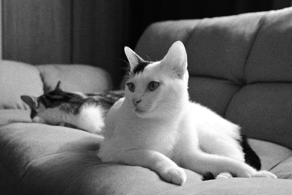 ソファー占領中