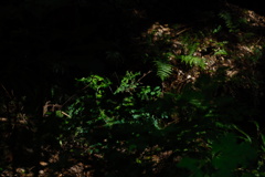 暗がりの緑