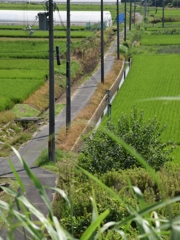 田舎の道