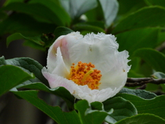 沙羅双樹の花