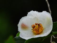 沙羅双樹の花