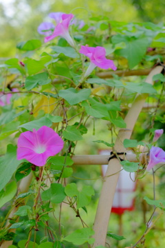 夏の終わりの朝顔