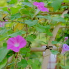 夏の終わりの朝顔