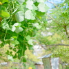 みどりの藤棚