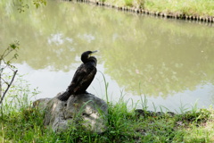 水鳥の休憩