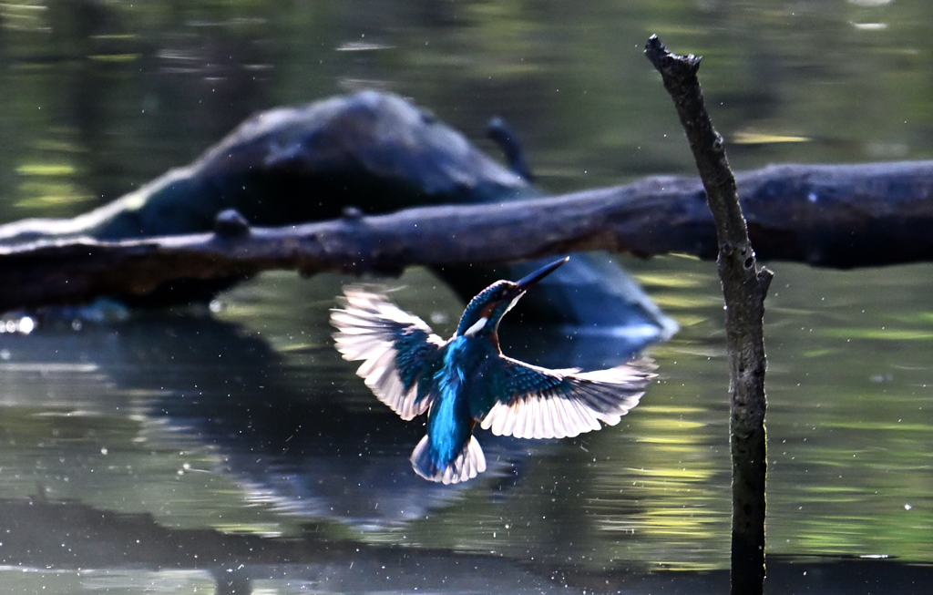 国立科学博物館附属 自然教育園⑧