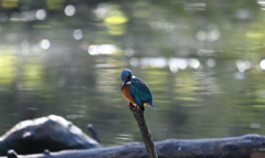 国立科学博物館附属 自然教育園⑥