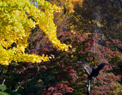 紅葉　日比谷公園③