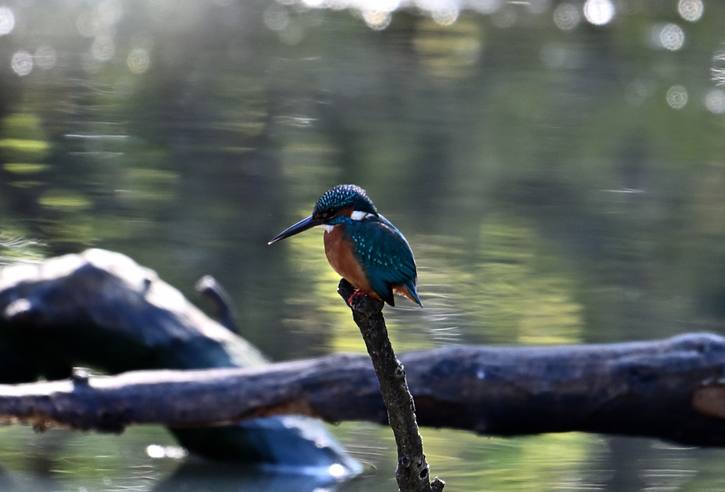 国立科学博物館附属 自然教育園④