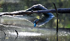 国立科学博物館附属 自然教育園⑦
