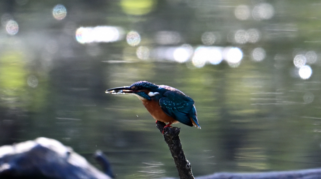 国立科学博物館附属 自然教育園⑤