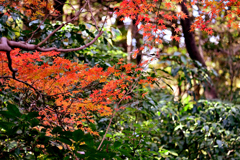 国立科学博物館附属 自然教育園②