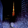 六本木イルミネーション①