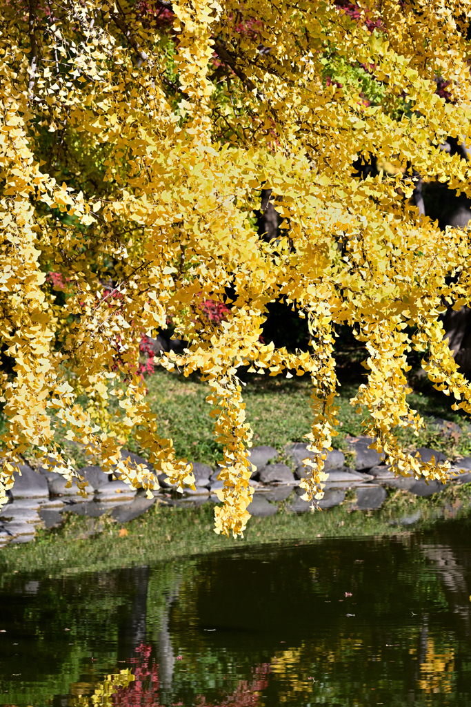 紅葉　日比谷公園②