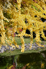 紅葉　日比谷公園②