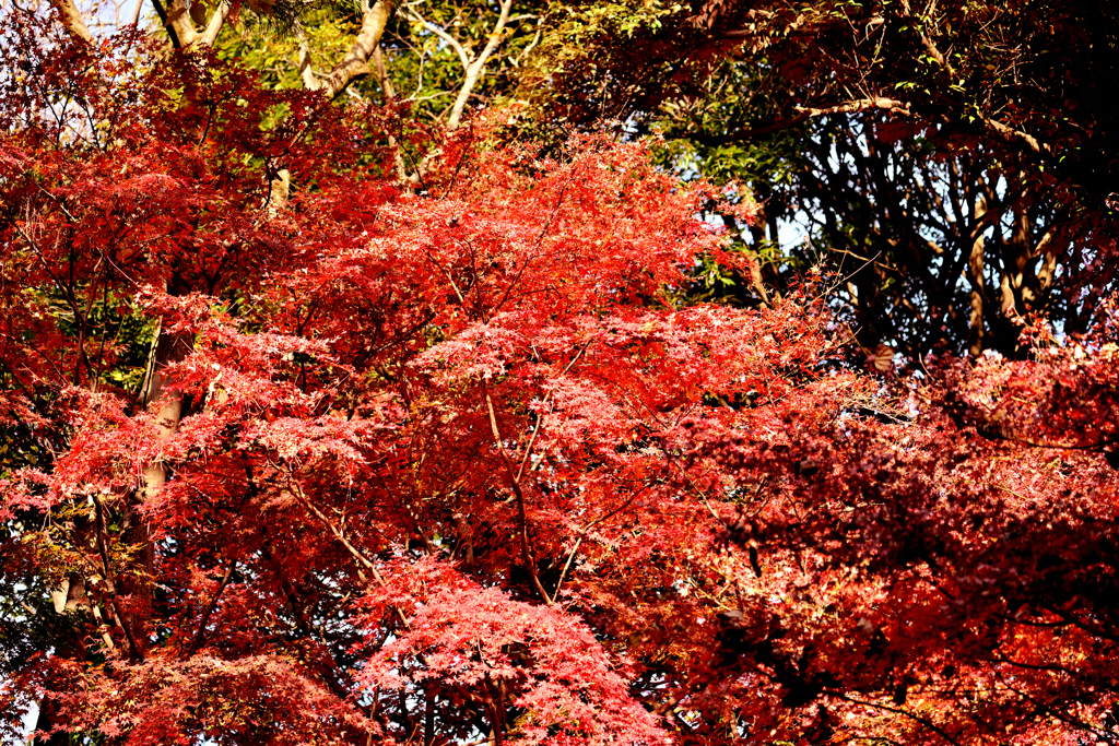 国立科学博物館附属 自然教育園①