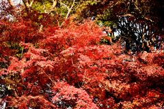 国立科学博物館附属 自然教育園①