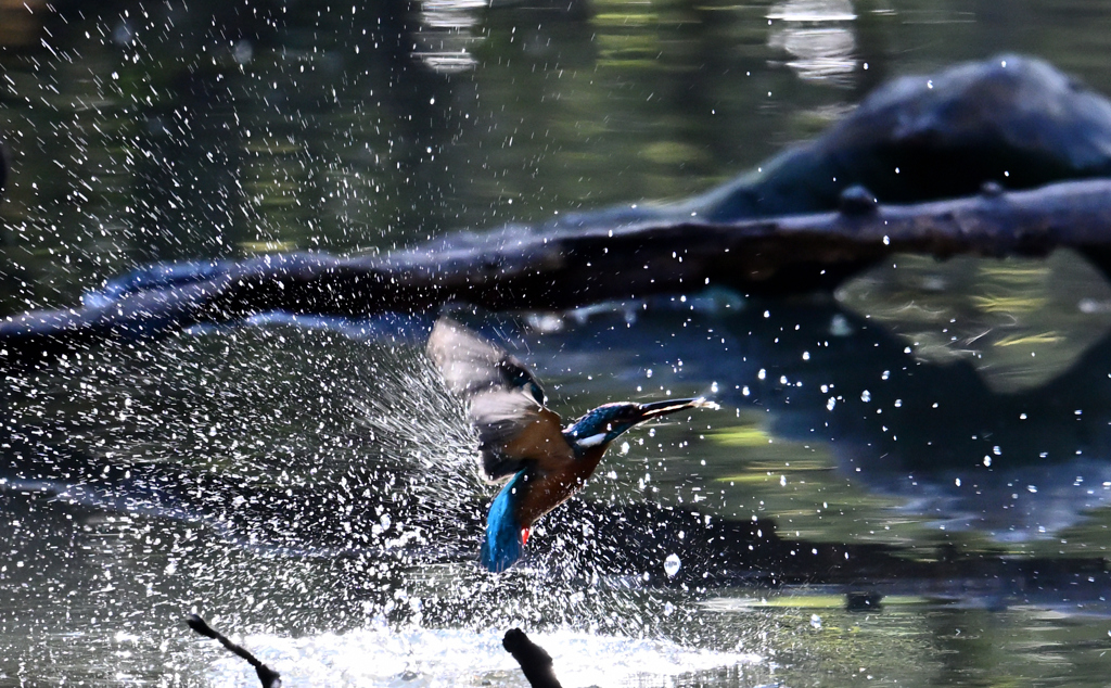 国立科学博物館附属 自然教育園⑨