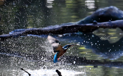 国立科学博物館附属 自然教育園⑨