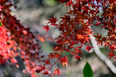 国立科学博物館附属 自然教育園⑩